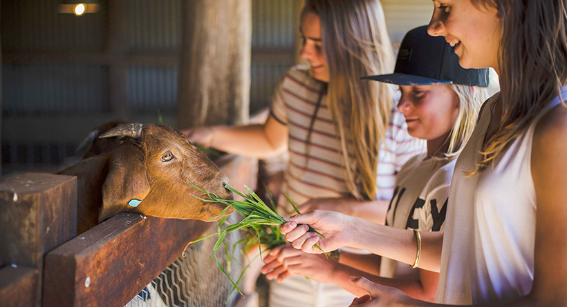 Three people feeding a goat at Heifer Station